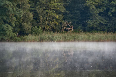 Scenic view of lake in forest