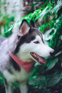 Close-up of dog looking away