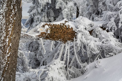 Snow covered trees on field