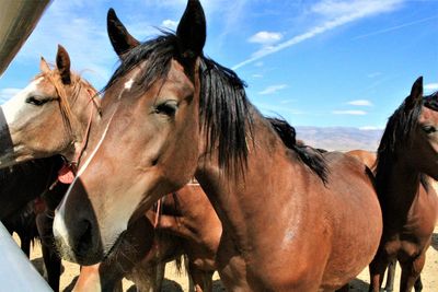 View of horses in ranch