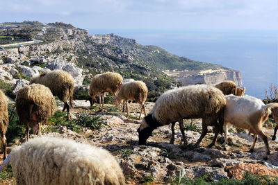 Sheep grazing in a field in malta