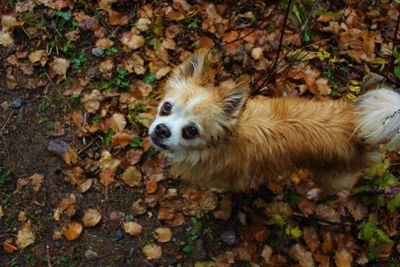 Portrait of dog on leaves during autumn