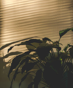 Close-up of plant against blurred background
