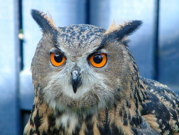 Close-up portrait of owl