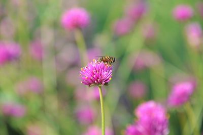 Close-up of butterfly pollinating on pink flower