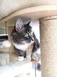 Close-up of cat looking away at home