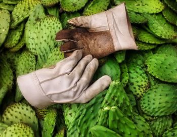 Midsection of woman holding fruit