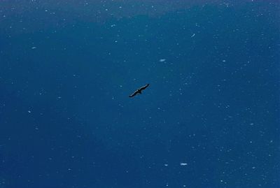 Low angle view of birds flying in sky