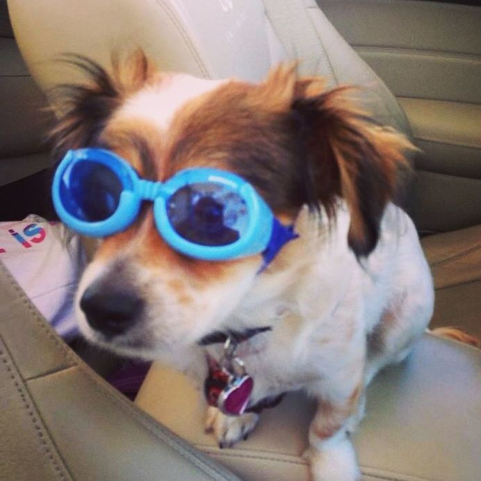 CLOSE-UP PORTRAIT OF DOG WITH SUNGLASSES