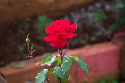 Close-up of pink rose plant