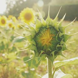 Close-up of yellow flowers growing in field