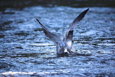 Bird flying over sea