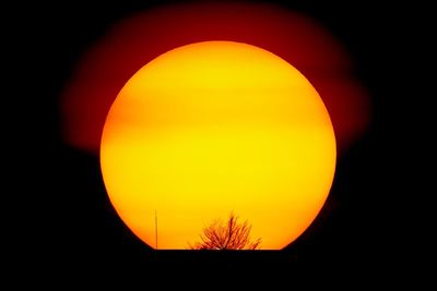 Close-up of silhouette tree against orange sky