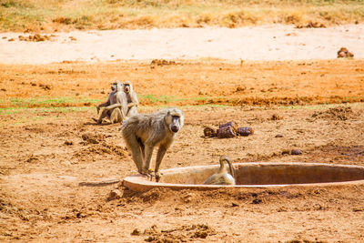 Monkeys on field during sunny day