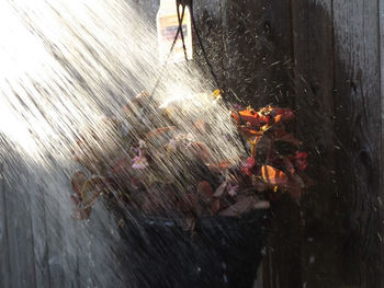 Close-up of wet bird