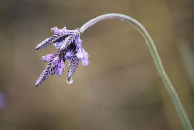 Close-up of purple flower