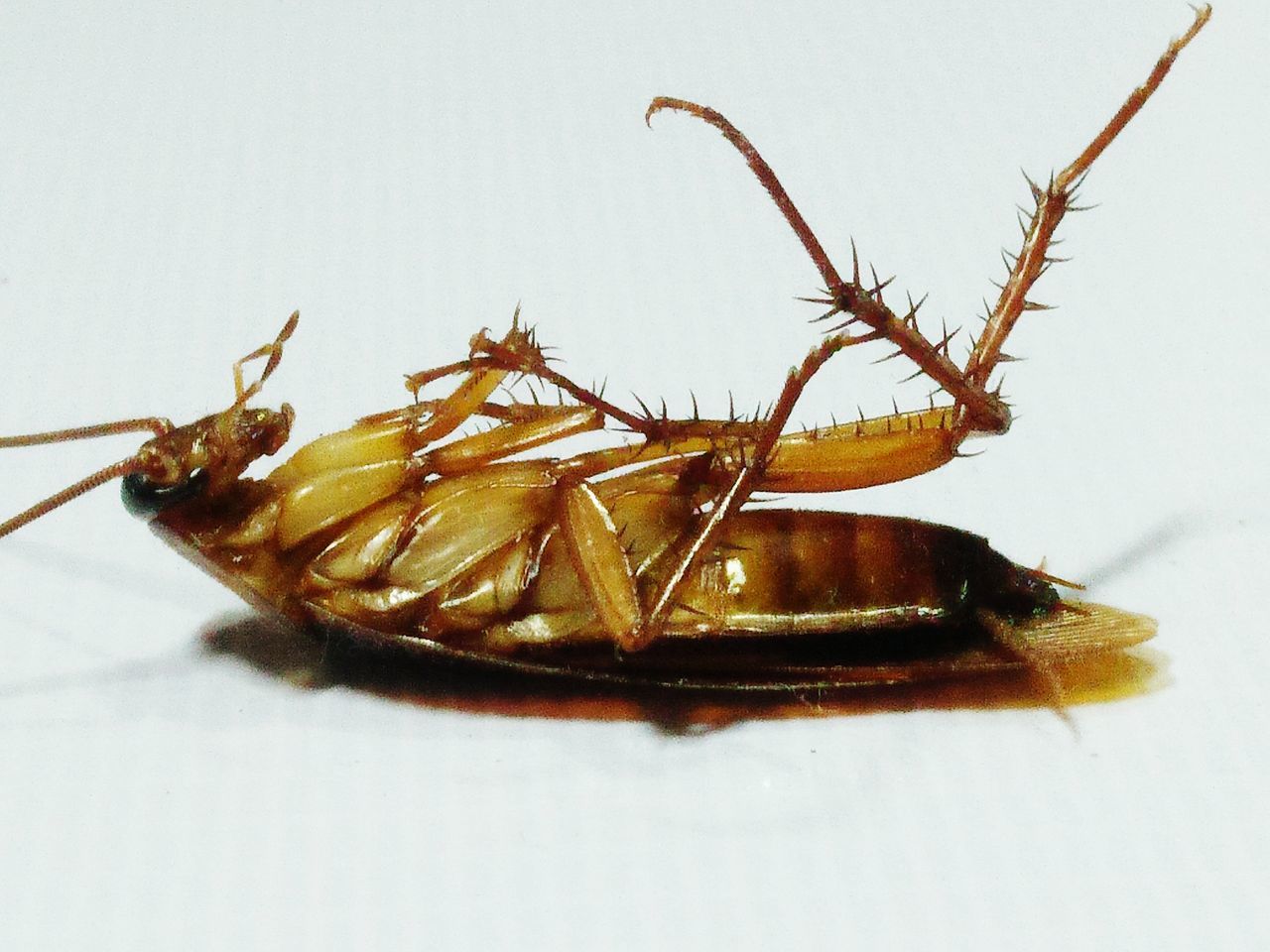 CLOSE-UP OF INSECT ON FLOOR