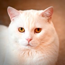 Close-up portrait of white cat called tuna