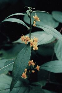 Close-up of flowering plant