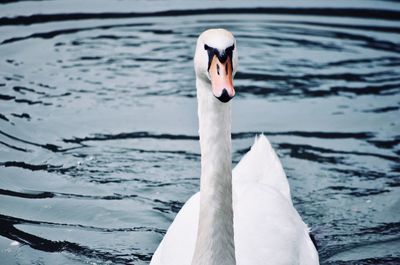 Swan swimming in lake