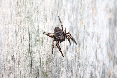 Close-up of spider on wood