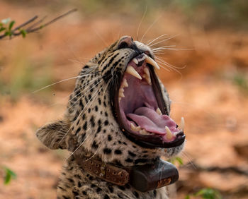 Close-up of a cat yawning