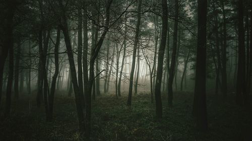 Trees in forest