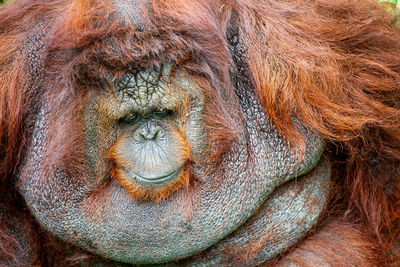 Close-up portrait of a monkey