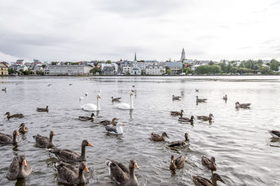 Swans swimming in river against sky in city