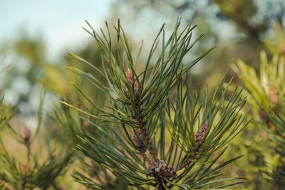 Close-up of pine tree