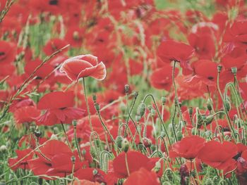 Close-up of red poppy flowers on field