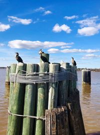 Birds perching on wooden post against sky