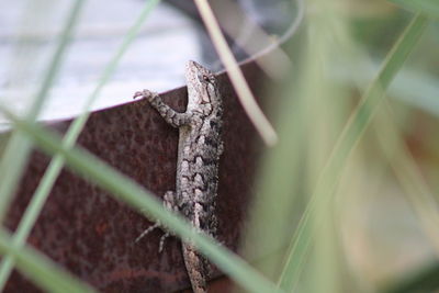 Close-up of insect on plant