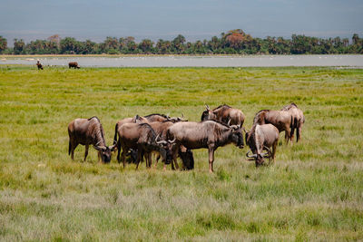 A herd of southern white bearded wilderbeast grazing in the wild in amboseli national park in kenya