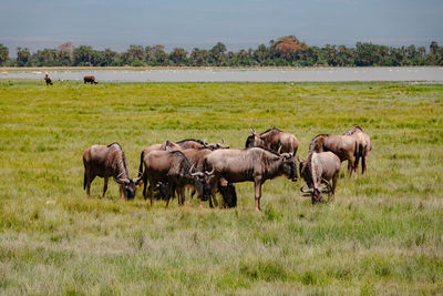 Horses grazing on field