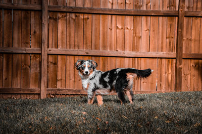 Portrait of black dog standing on wood