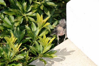 High angle view of lizard on plant