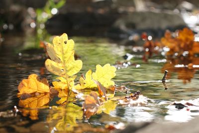 Leaves floating on a lake