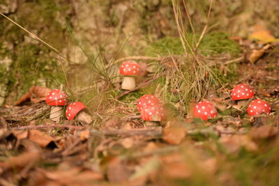 Close-up of mushrooms growing on field