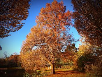 Low angle view of trees against sky