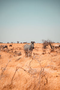 View of a zebra walking on landscape