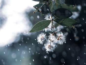 Close-up of dew on plant