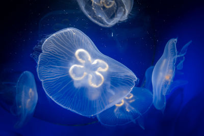 Close-up of jellyfish in sea