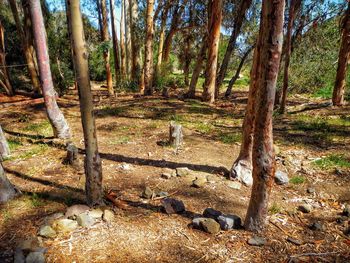 Trees in forest