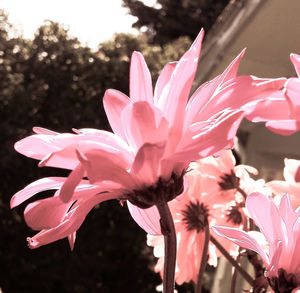 Close-up of pink flower