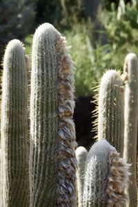 Close-up of cactus 