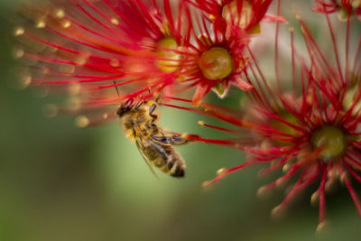 Close-up of insect on flower