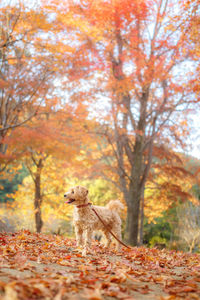 Dog in autumn leaves