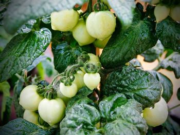 Close-up of unripe tomatoes