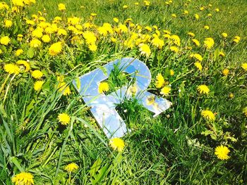 High angle view of yellow flowers blooming on field